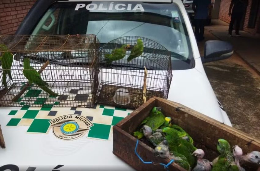  Crimes ambientais em SP: homens são multados por manter aves silvestres em cativeiro