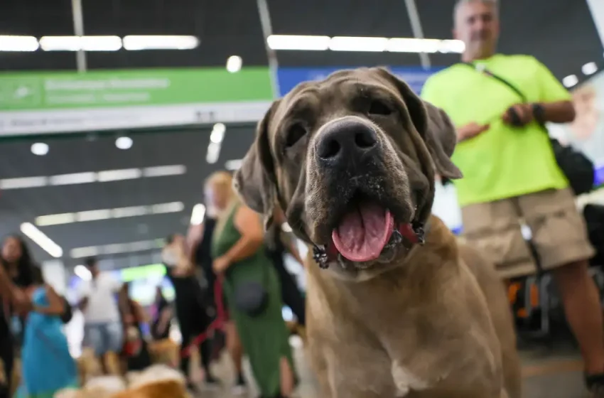  STF mantém suspensão de lei do RJ sobre transporte de animais de apoio emocional em aeronaves