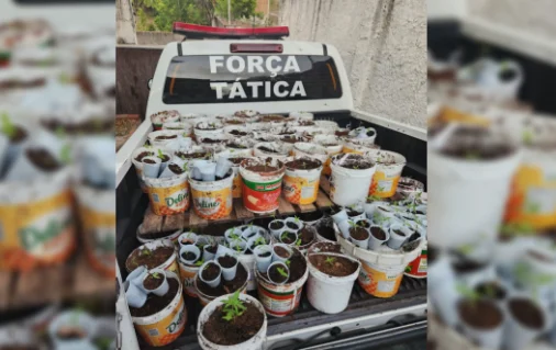  PM descobre plantação de maconha no bairro de Muçumagro, na Zona Sul de João Pessoa, nenhum preso foi registrado
