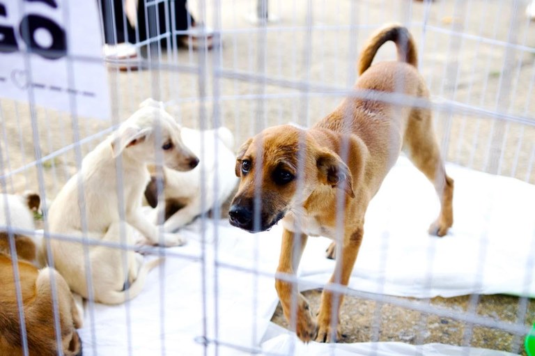 Força-tarefa resgata 90 animais e reforça combate a maus-tratos no Dezembro Verde