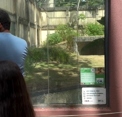  CRMV-PB vai investigar protocolos de segurança da Bica após morte de homem em recinto de leoa