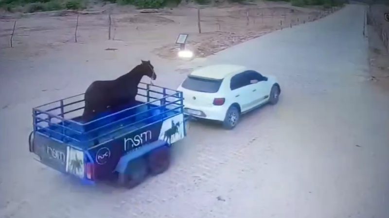  Dupla é detida após furto de cavalo quarto de milha e reboque no interior da Paraíba