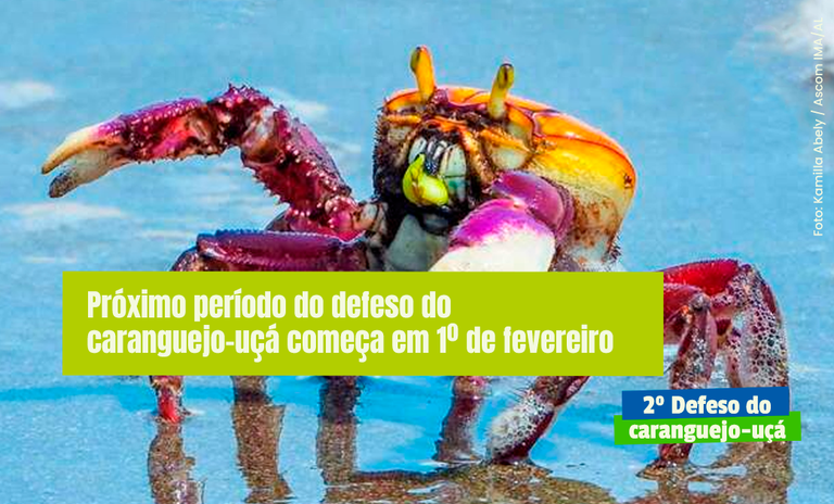  Próximo período do defeso do caranguejo-uçá começa em 1º de fevereiro
