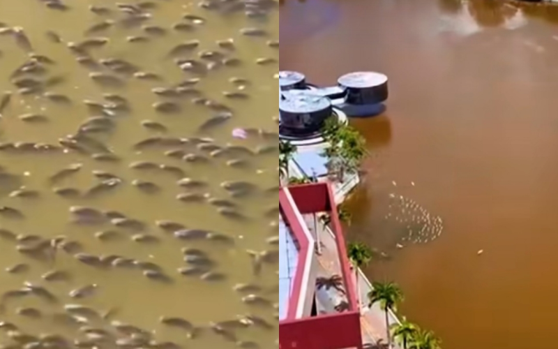  Mortandade de peixes e mau cheiro expõem degradação no Açude Velho, em Campina Grande
