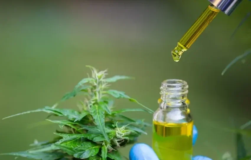  Anvisa aprova regras para cultivo de cannabis medicinal no Brasil