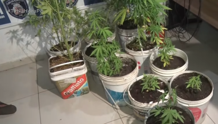  Polícia encontra plantação de maconha e apreende 3 kg da droga no bairro das Indústrias, em João Pessoa