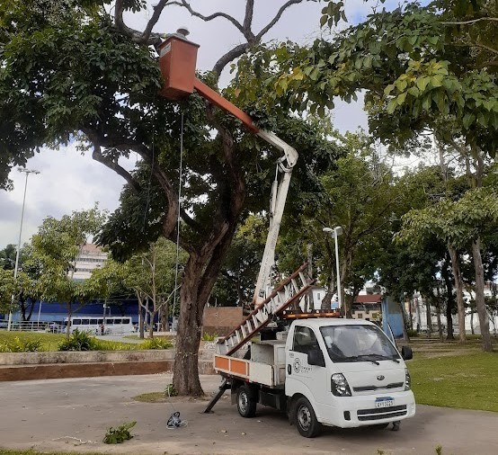  Sedurb supera 8 mil podas de árvores na capital paraibana em 2025