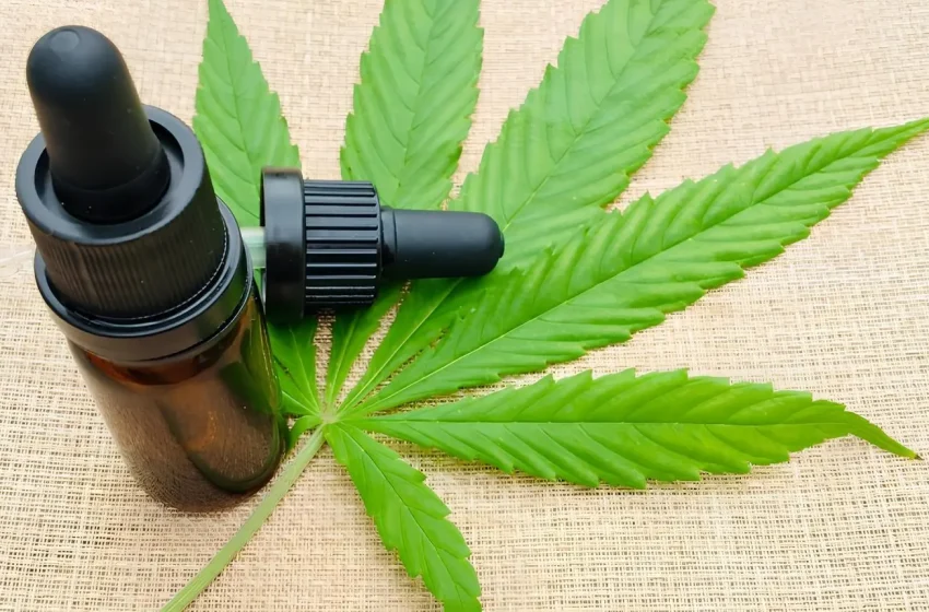  Anvisa debate novas regras para cultivo de cannabis medicinal no Brasil nesta quarta-feira (28)