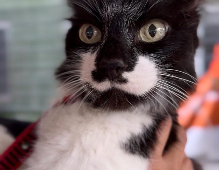  Prefeitura promove mutirão e realiza Dia D de cuidados voltado a animais idosos na Clínica e no Hospital do Pet