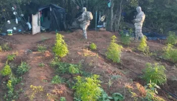  Operação conjunta erradica mais de 70 mil pés de maconha em Caraúbas, no Cariri paraibano