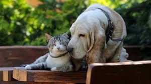  Dia D do Fevereiro Roxo oferece atendimento gratuito para cães e gatos idosos em João Pessoa e Campina Grande