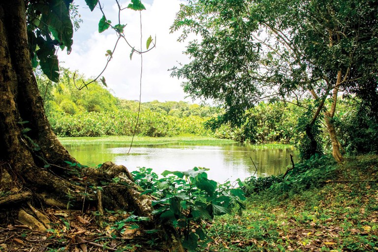 Governo da Paraíba lança Plataforma BioInova para gestão de carbono e desenvolvimento sustentável