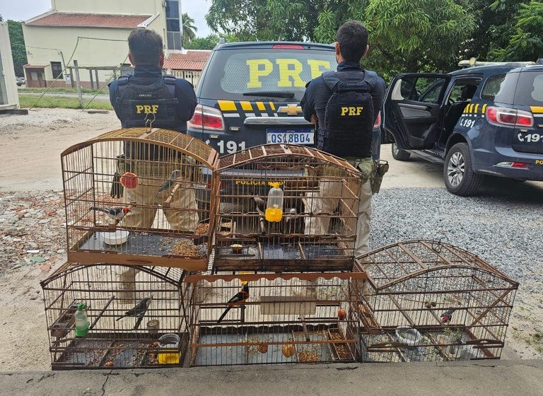  PRF na Paraíba resgata 245 animais silvestres durante Operação Rotas da Fauna e combate tráfico e maus-tratos