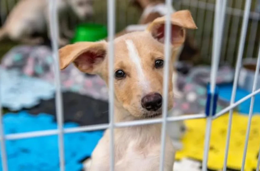  Adota + Paraíba promove ação de saúde e proteção animal em Monteiro