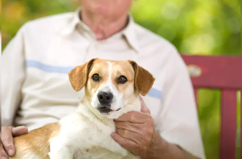  Ação pelo Dia Nacional dos Animais oferece serviços gratuitos e incentiva adoção responsável, em Patos