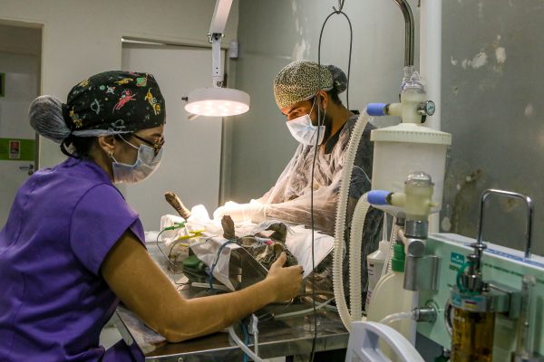  Clínica do Pet amplia serviços, reforça atendimento e consolida rede pública de cuidado animal em João Pessoa