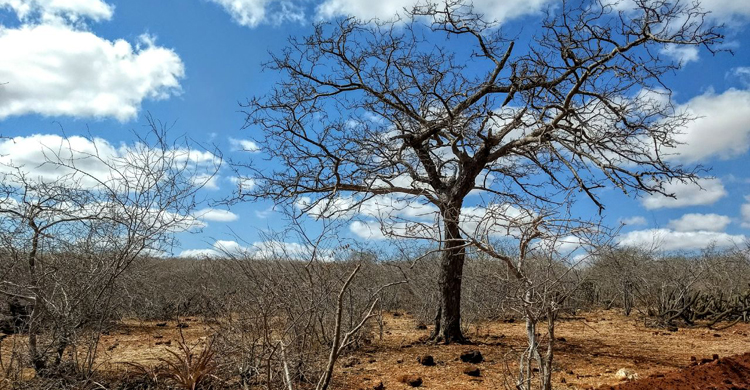  Governo Federal declara situação de emergência em duas cidades do Cariri paraibano por estiagem