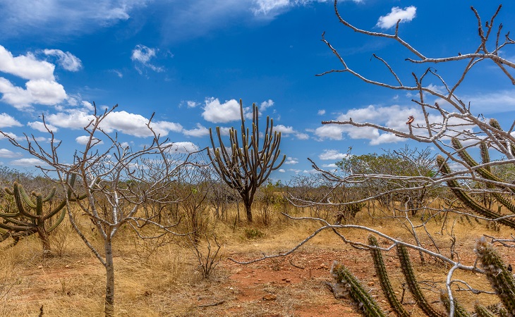  Fiscalização ambiental mira desmatamento irregular na Caatinga a partir desta segunda