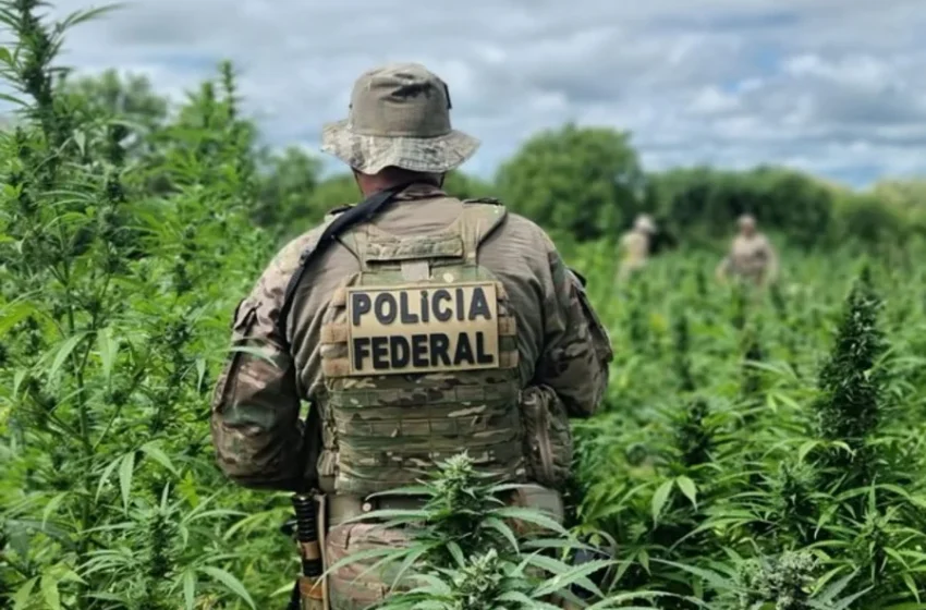 Polícia Federal realiza Operação Êxito contra plantação de maconha em Patos, no Sertão da Paraíba