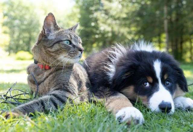  Governo Federal sanciona lei que estabelece regras para guarda compartilhada de pets após divórcio