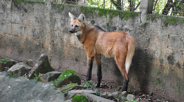  Parque da Bica acolhe Mila, fêmea de lobo-guará vinda de Goiás