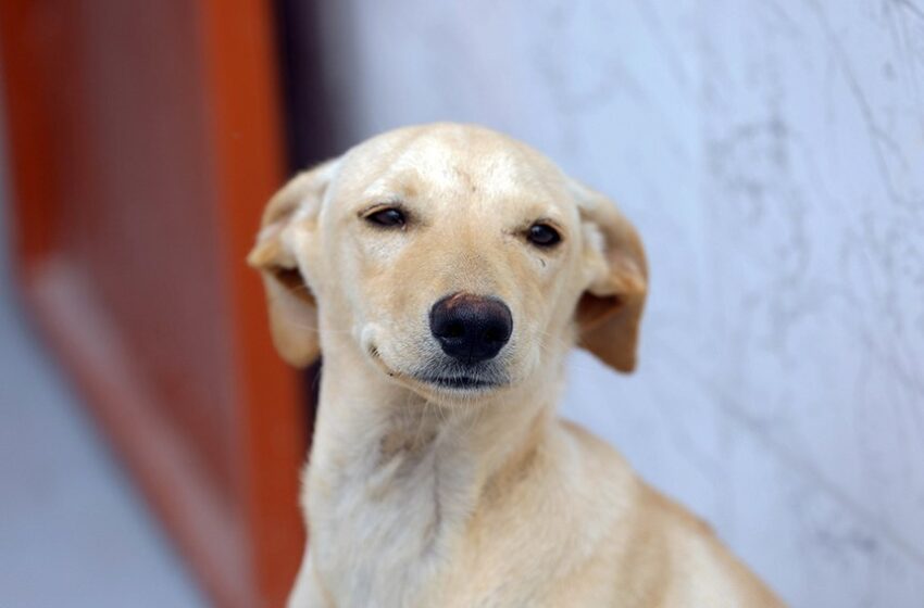  Lei define regras para a guarda compartilhada de pets