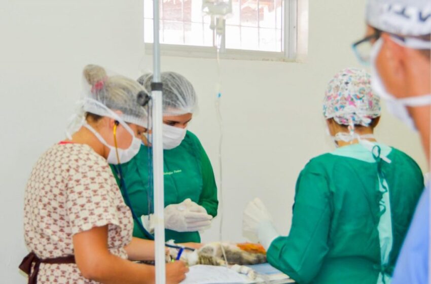  Prefeitura de João Pessoa inicia mutirão de castração gratuita de cães e gatos aos sábados de maio