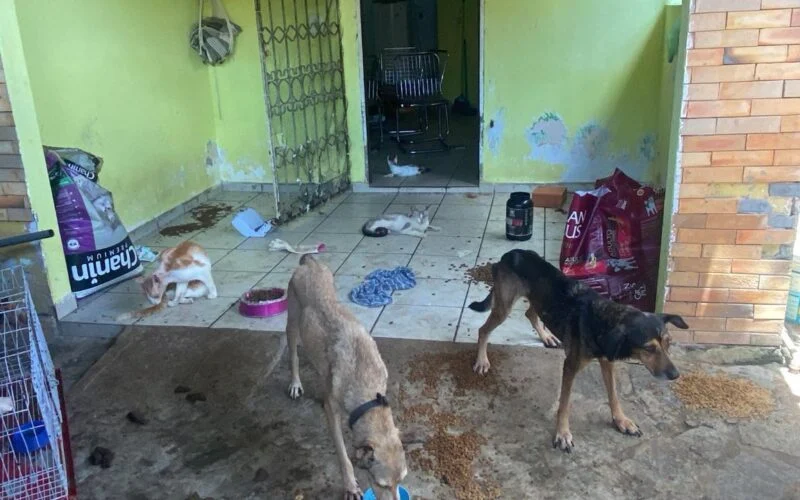  Polícia investiga suposto envenenamento de 70 animais em Teixeira, no Sertão da PB