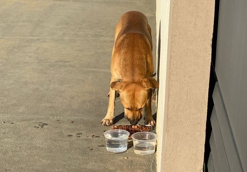  Lucas Ribeiro sanciona lei que protege quem alimenta e cuida de animais em situação de rua