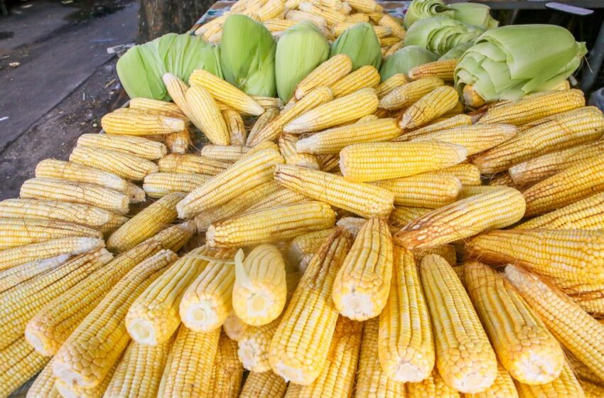  Mercados de João Pessoa começam a vender milho verde para festejos de São João