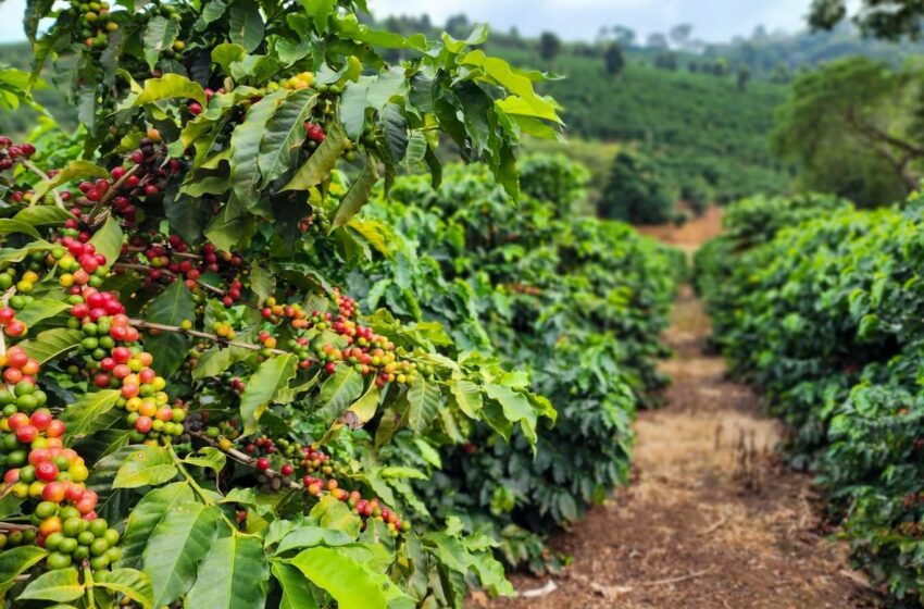  Novas regras ambientais da União Europeia podem dificultar exportações de café de pequenos produtores brasileiros