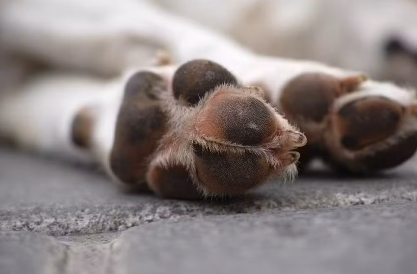  Mais de 100 animais morrem por envenenamento em cidade do Sertão da Paraíba