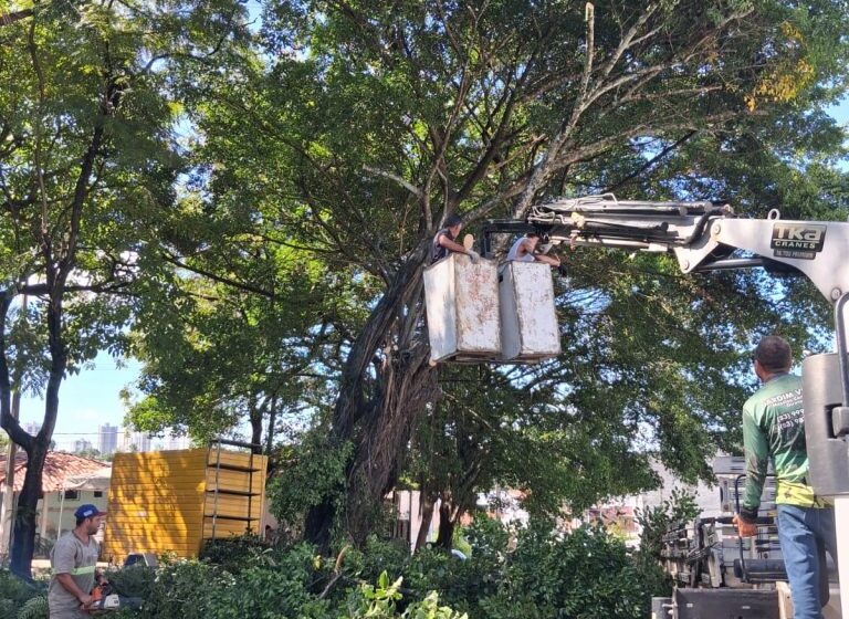  Sedurb inicia a semana realizando podas de árvores em bairros da Capital