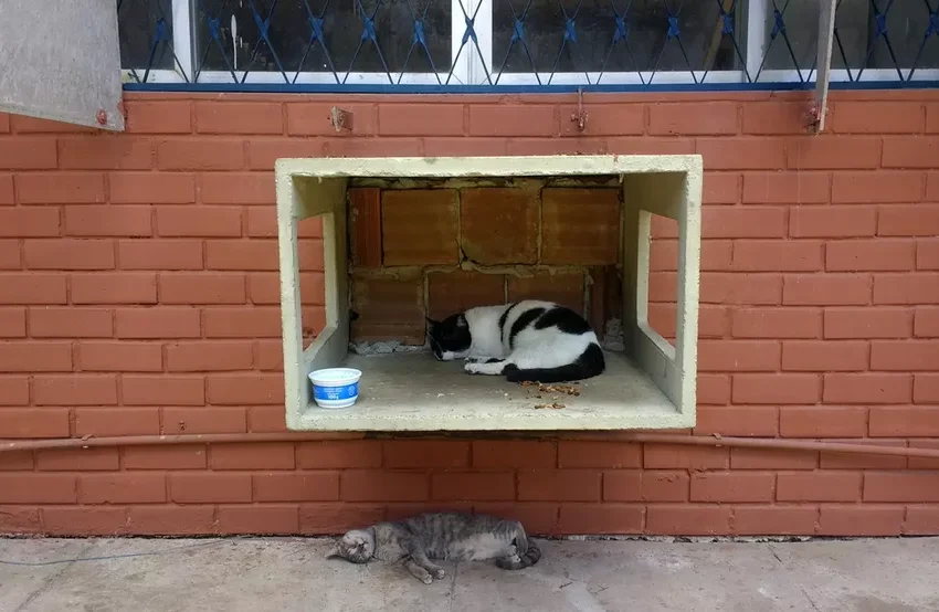  UFPB tem 180 dias para impedir circulação de gatos em ambientes internos